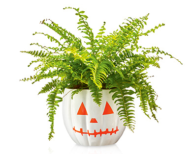 GARDENLINE(R) Halloween-Pflanzenmix