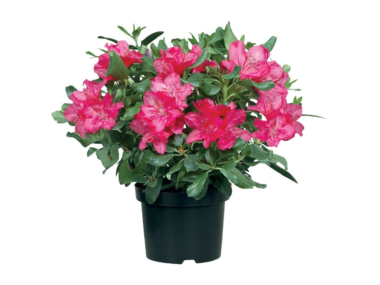 Rhododendron - Available from 12th March