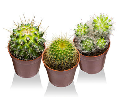 Mini kaktusz