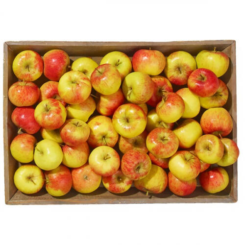 Pommes jaunes ou bicolores Bio