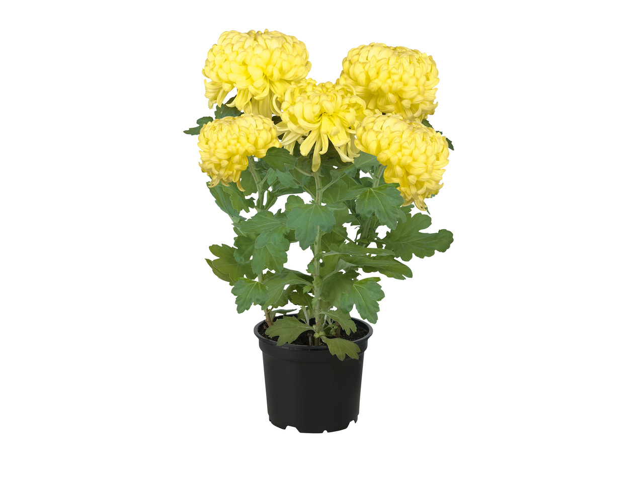 Chrysanthème décoratif ou arbustif