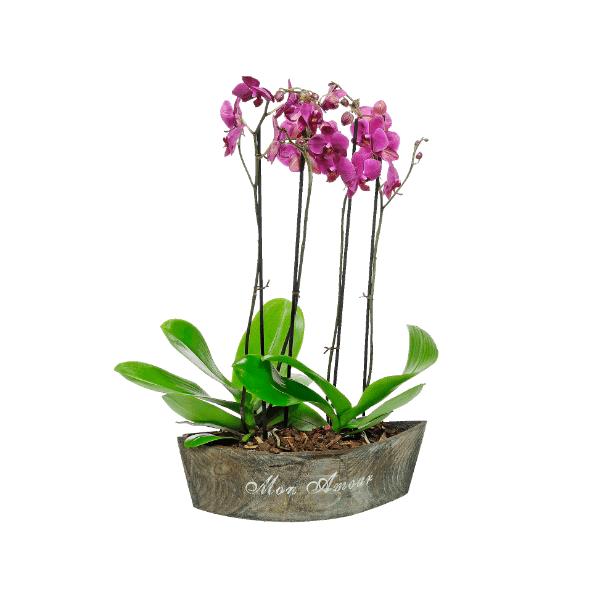 Storczyk phalaenopsis