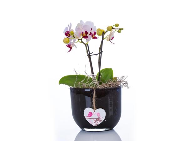 Orchidea dekorüvegben*