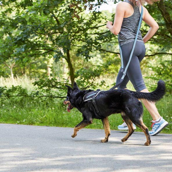 Laisse de jogging pour chien