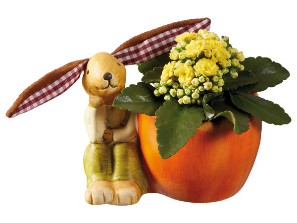 Easter Bunny with Kalanchoe