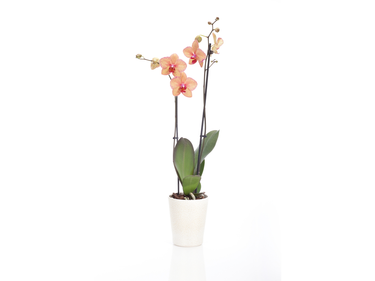 Orchidée Phalaenopsis dans un pot en céramique