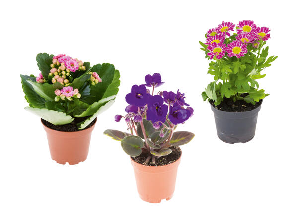 Mini plantes à fleurs