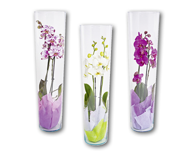 Phalaenopsis in vaso di vetro GARDENLINE(R)