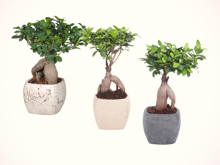 Ficus ginseng dans un pot carré en céramique