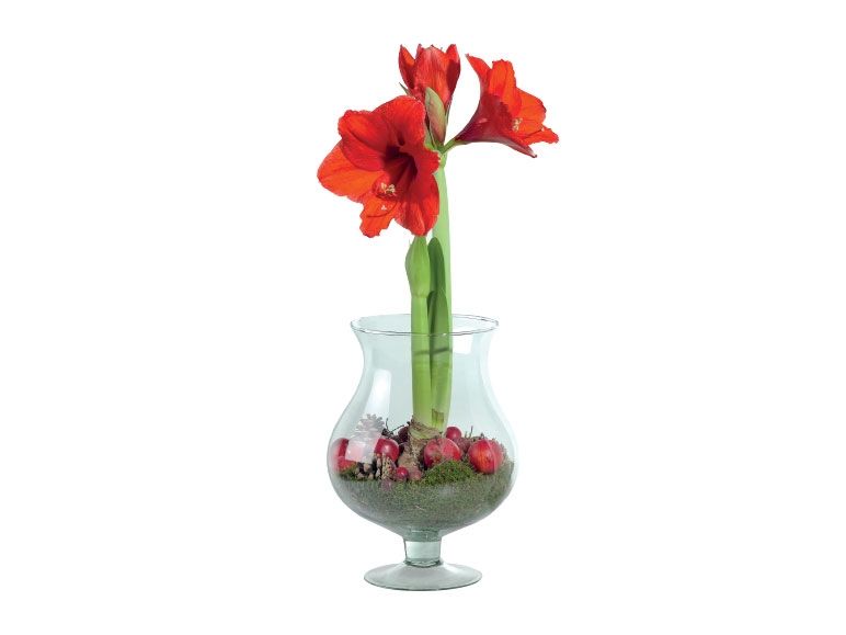 Luxury Amaryllis in Glass Vase
