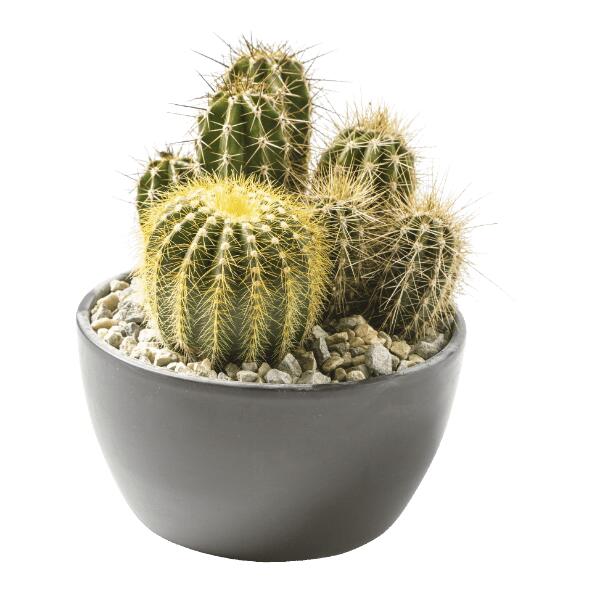 Composition de cactus et plantes grasses