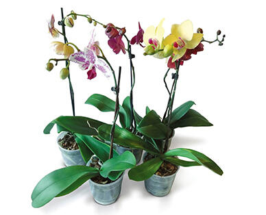 Orchidea, 1 ágas