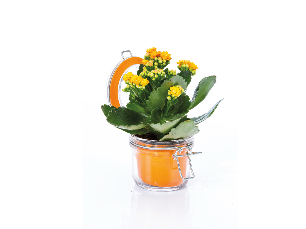 Mother's Day Kalanchoe in Glass1
