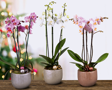 Orchidee con 3 rami