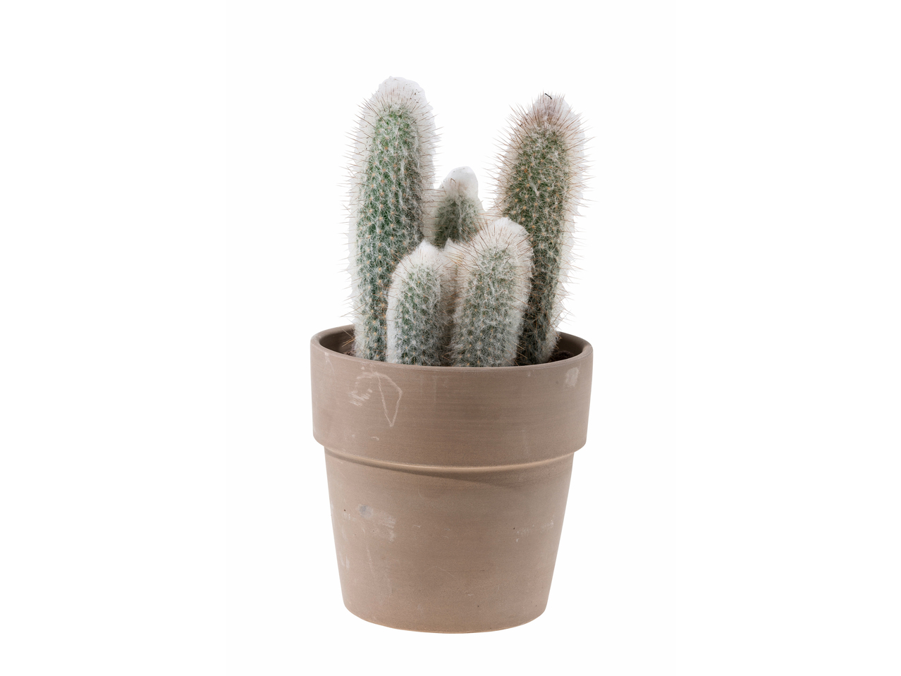 Cactus dans un pot en céramique