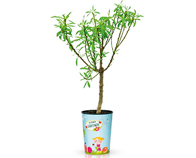 Mini-Obstbaum
