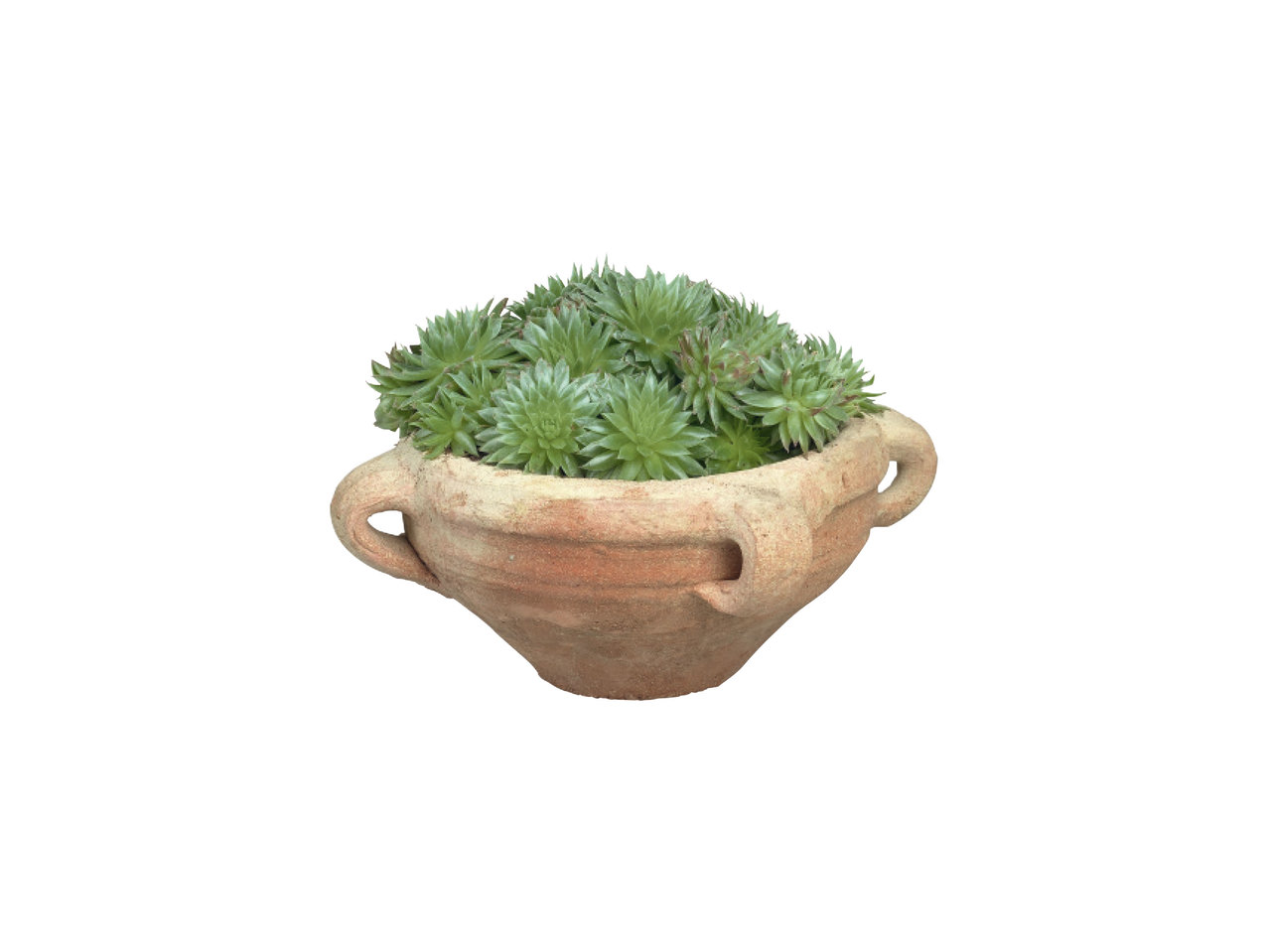 Plantes grasses dans un pot en pierre