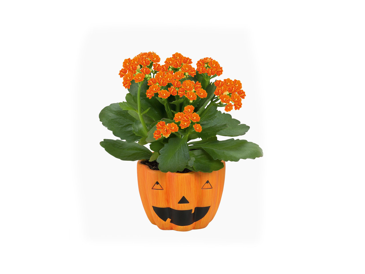 Piantine fiorite in vaso di Halloween