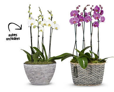 Arrangement d'orchidées