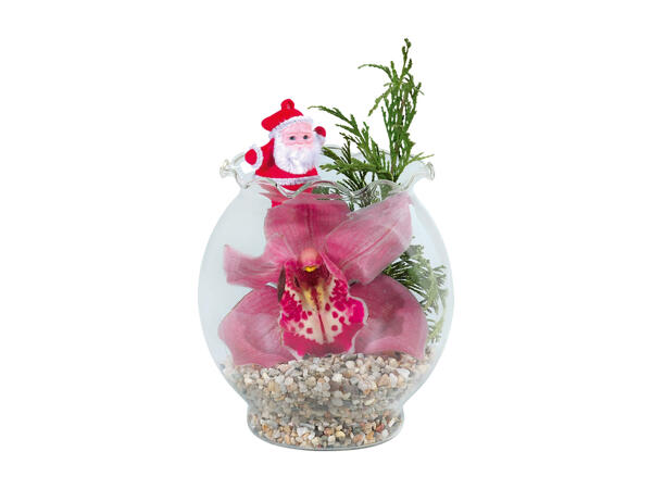 Orchid in a Glass Vase