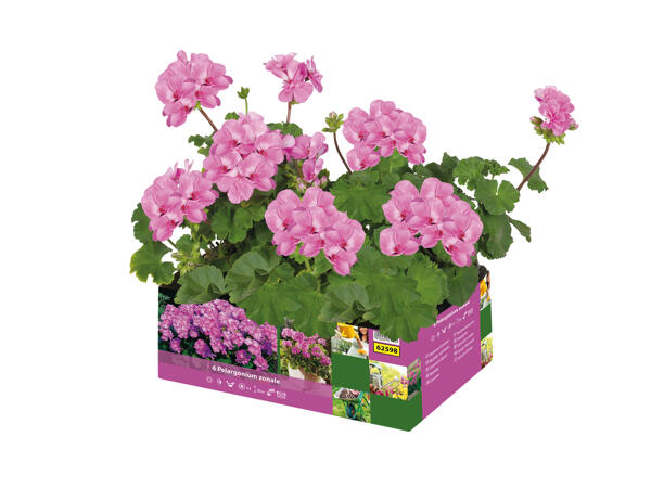 Upright or Trailing Geraniums