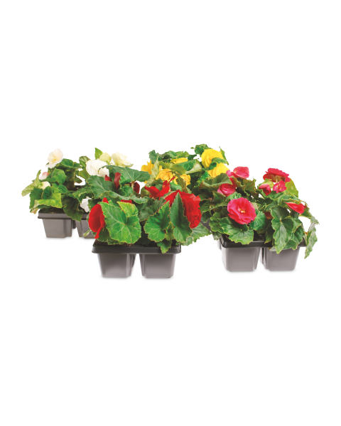 Begonia Non-Stop 4 Pack