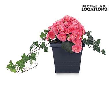 Rieger Begonia Assorted Colors