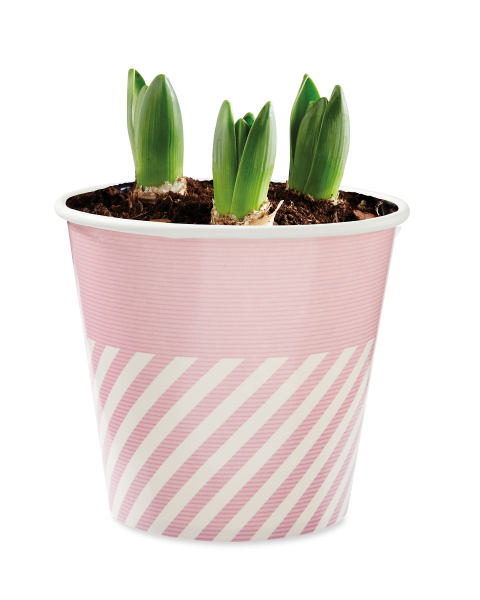 Hyacinth Paper Cup