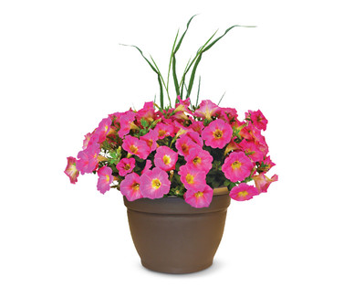 Premium Flowering Plant