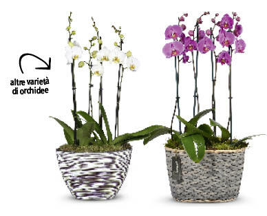 Composizione di orchidee