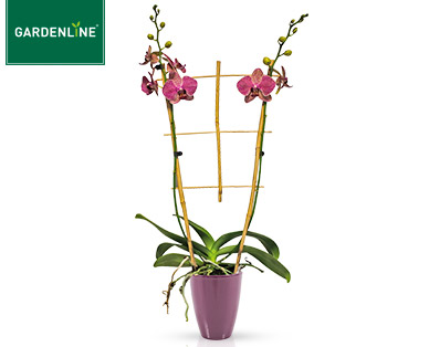 GARDENLINE(R) Phalaenopsis-Arrangement