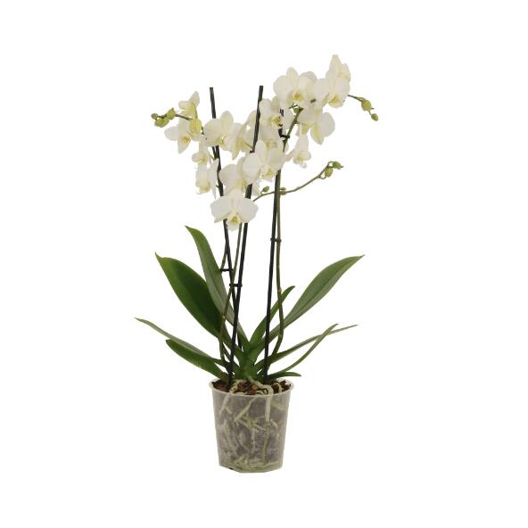 3-taks-orchidee