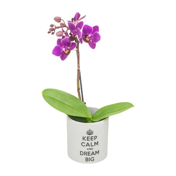 Mini orkidé