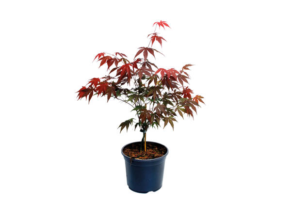 Acer in Planter