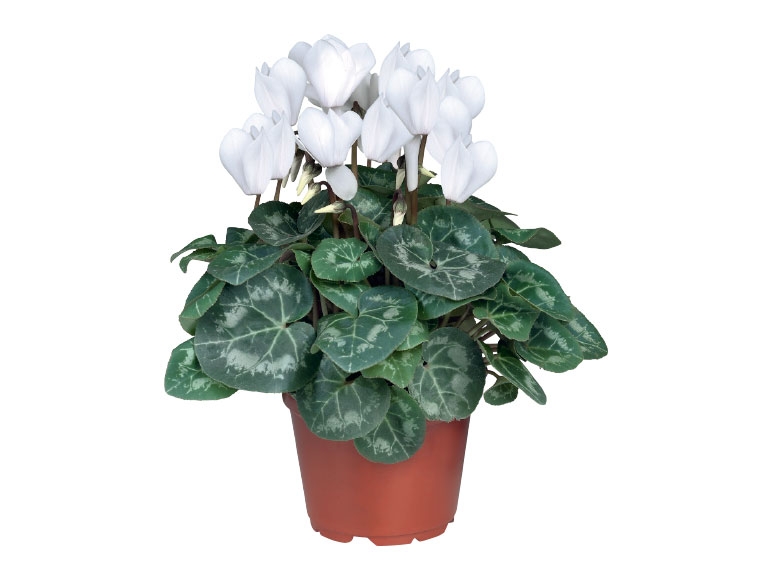 Large Cyclamen - Available Sunday 4th September