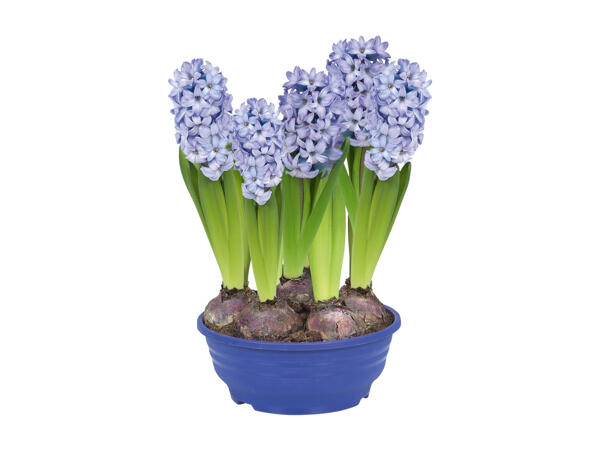 Hyacinth Bulbs