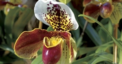 Orchidée avec fougère "Paphiopedilum"