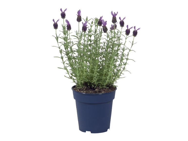 French Butterfly Lavender