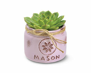 Mason Jar Succulent Assorted varieties