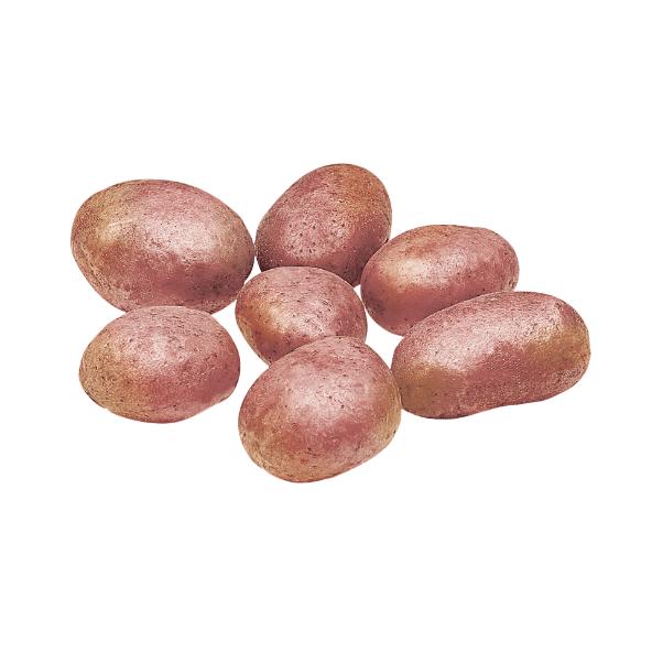 Pommes de terre de consommation à chair ferme
