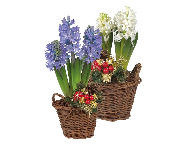 Seasonal Hyacinth Basket