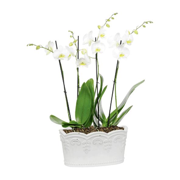 Composition d'orchidée