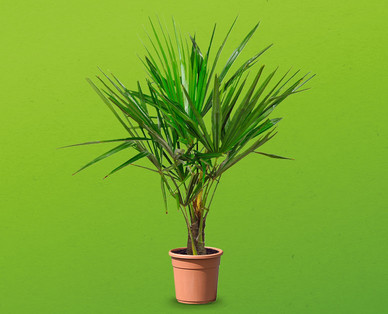 Palme/Bambus