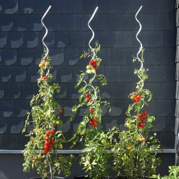 Pflanzen- oder Tomatenstöcke
