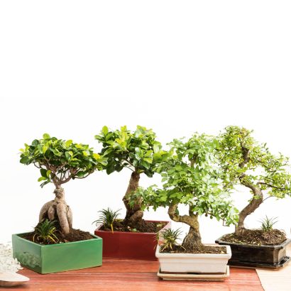Ficus Ginseng oder Bonsai