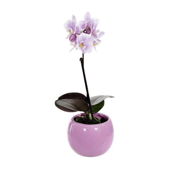 GARDENLINE(R) 				Mini orchidée phalaenopsis en pot aimanté