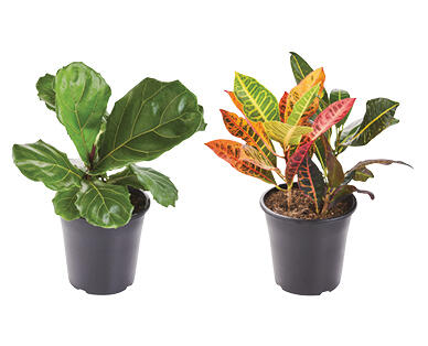 Assorted Indoor Plants 180mm