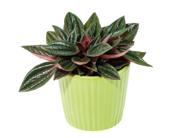 Mini Succulent in Stone Ceramic