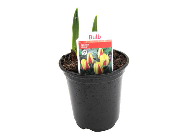 Potted Spring Bulbs