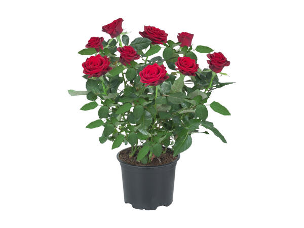 Roses in a Pot